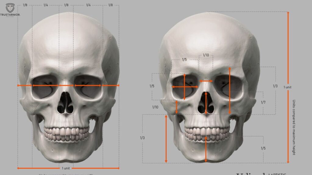  Proportions in Skeleton Drawing